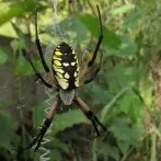 Garden Spider